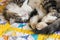 Tabby tomcat sleeping on colourful quilt cover with copy space