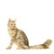 Tabby turkish angora cat full body sitting looking away isolated on a white background