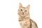 Tabby turkish angora cat portrait looking at the camera