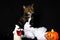 Tabby and white cat with green eyes playing with fake spider web and Halloween decorations