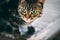 Tabby and white cat lays on top of a wooden table