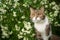 Tabby white cat in nature in springtime