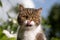 tabby white cat outdoors portrait licking lips