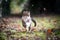 Tabby white cat running on wet autumn leaves