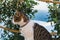 Tabby and white cat sitting on a wall. Bell hanging from a collar on its neck.