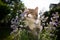 tabby white cat smelling blossoming catnip plant outdoors