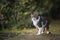 tabby white cat standing in the back yard