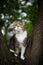 Tabby white cat standing on tree observing