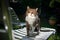 tabby white cat on sun lounger outdoors in sunny garden