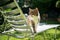 tabby white cat on sun lounger outdoors in sunny garden