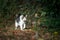 Tabby white cat walking on autum leaves