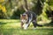 Tabby white cat walking on green lawn