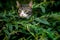 Tabby and White Kitten Peering Out of a Bush