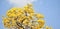 Tabebuia argentea Britton or Paraguayan Silver Trumpet Tree. Is a perennial plant with bright yellow flowers