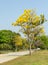 Tabebuia Argentea tree
