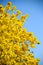 Tabebuia Argentea trees