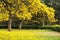 Tabebuia Argentea Trees in Full Bloom