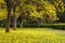 Tabebuia Argentea Trees in Full Bloom