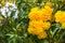 Tabebuia Aurea are blooming fully.  Beautiful yellow of Tabebuia Aurea. Paraguayan silver trumpet tree.