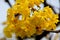 Tabebuia aurea, Caribbean trumpet tree, Tree of Gold