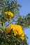 Tabebuia aurea flowers