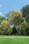 Tabebuia aurea in the park