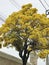 Tabebuia aurea or Silver trumpet tree or Tree of gold.