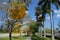 Tabebuia Blossom Trees Along Sidewalk