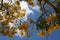 Tabebuia Blossoms