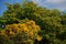 Tabebuia Blossoms