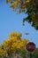 Tabebuia Blossoms