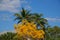 Tabebuia Blossoms