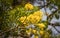 Tabebuia chrysantha or Golden Tree Yellow