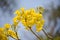 Tabebuia chrysantha or Golden Tree Yellow