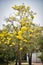 Tabebuia chrysantha or Golden Tree Yellow