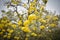 Tabebuia chrysantha or Golden Tree Yellow