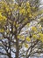 Tabebuia chrysantha. National Tree of Venezuela