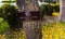 Tabebuia chrysantha tree sign