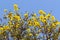 Tabebuia chrysotricha flowers