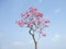 Tabebuia chrysotricha pink flowers