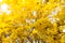 Tabebuia chrysotricha yellow flowers