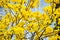 Tabebuia chrysotricha yellow flowers blossom