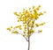 Tabebuia chrysotricha yellow flowers blossom