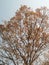 Tabebuia emblematic venezuelan tree