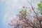 Tabebuia, pink flower and blue sky.