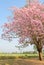 Tabebuia or Pink trumpet blossom tree
