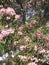 Tabebuia rosea, also called pink poui, and rosy trumpet tree