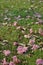 Tabebuia rosea on the ground