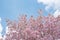 Tabebuia rosea is a Pink Flower neotropical tree and blue sky. c