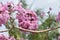 Tabebuia rosea, pink poui, rosy trumpet tree